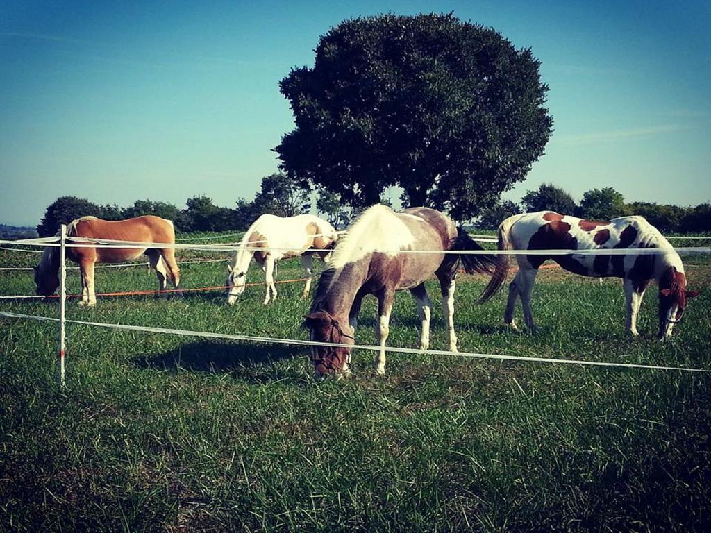 Agriturismo Campagnoletto Cavriana Экстерьер фото